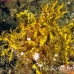 rhinopias_weedy_kbrtakub_h_0184_sul3840.jpg
